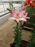 [4086 Couplet VZ No01.JPG]